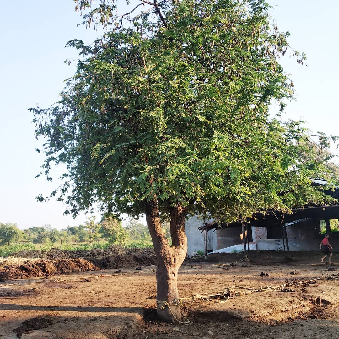 Tamarind (Tamarindus indica)