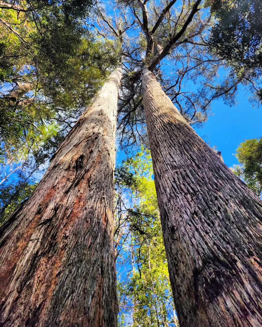 Tasmanian Oak (Eucalyptus delegatensis)