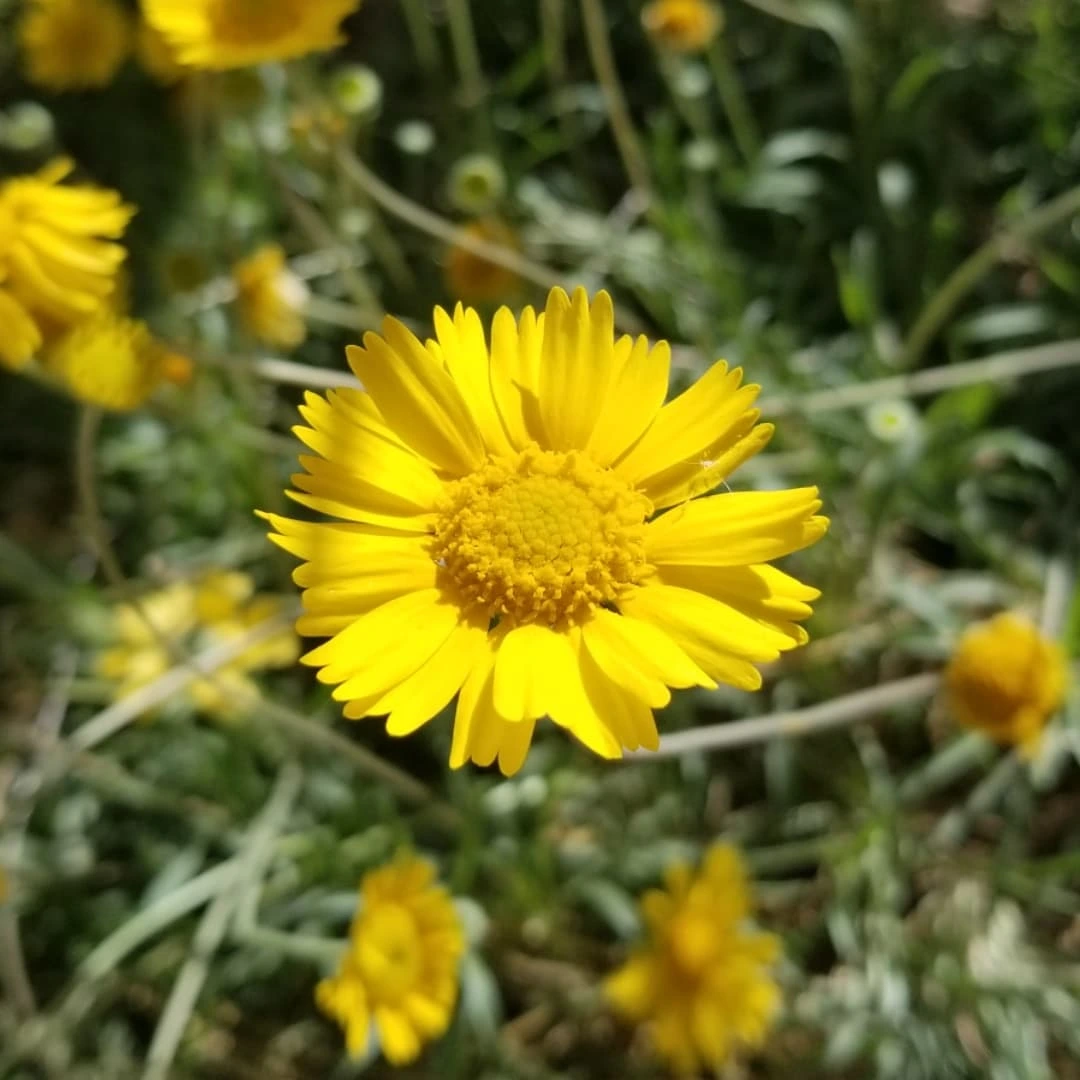 The Angelita Daisy (also known as Perky Sue) is a cute, smaller scale, flowering plant that many folks erroneously overlook, but being so small, we kind of understand it.