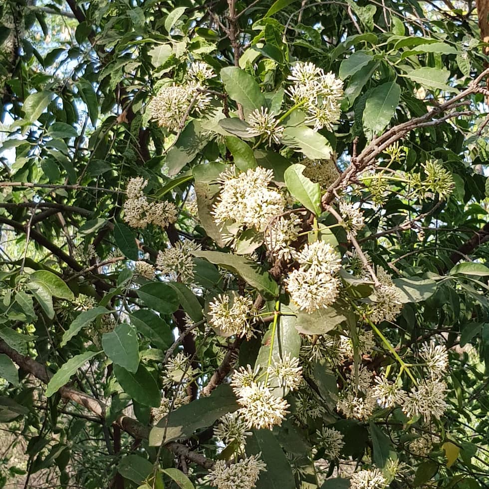 Torchwood (Amyris elemifera)