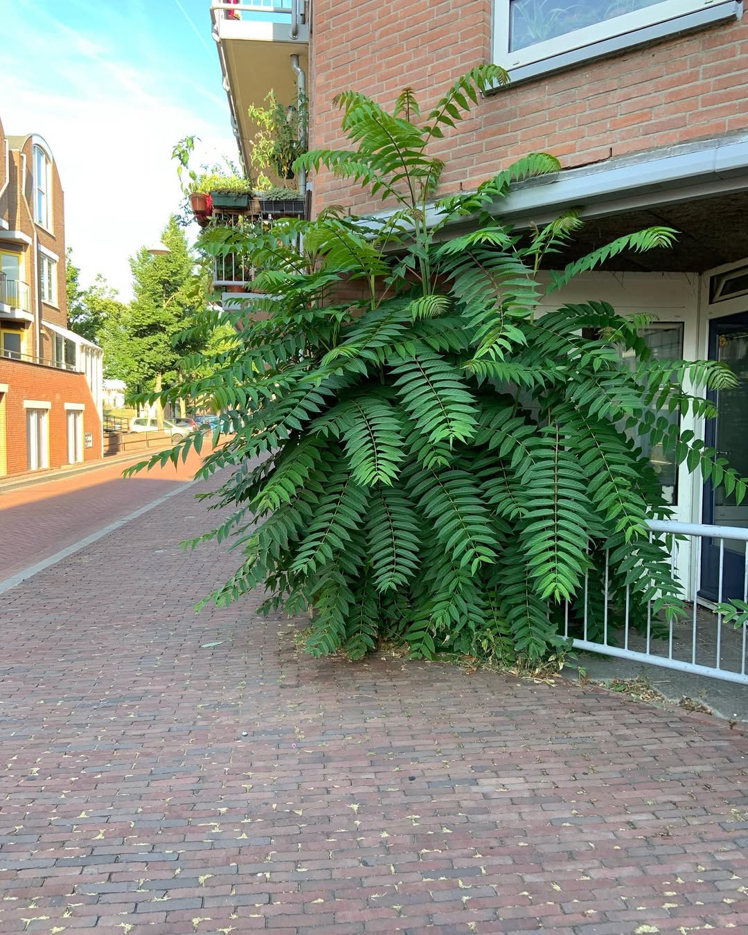 Tree of Heaven (Ailanthus altissima)