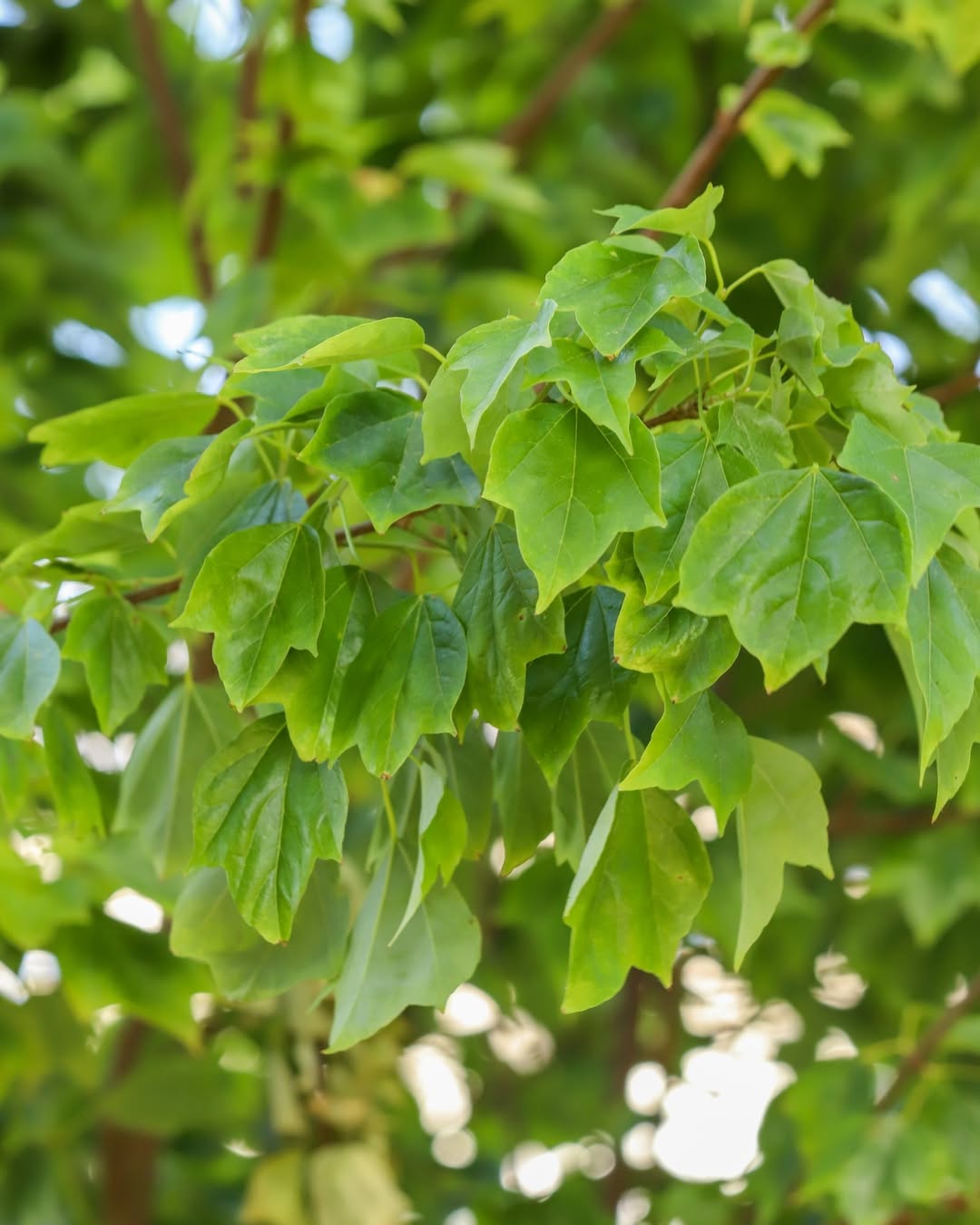 Trident Maple (Acer buergerianum)