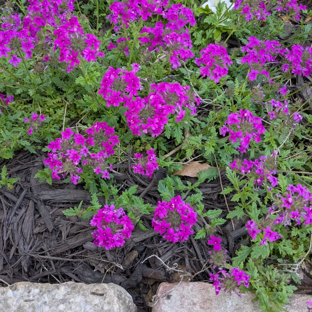 Verbena