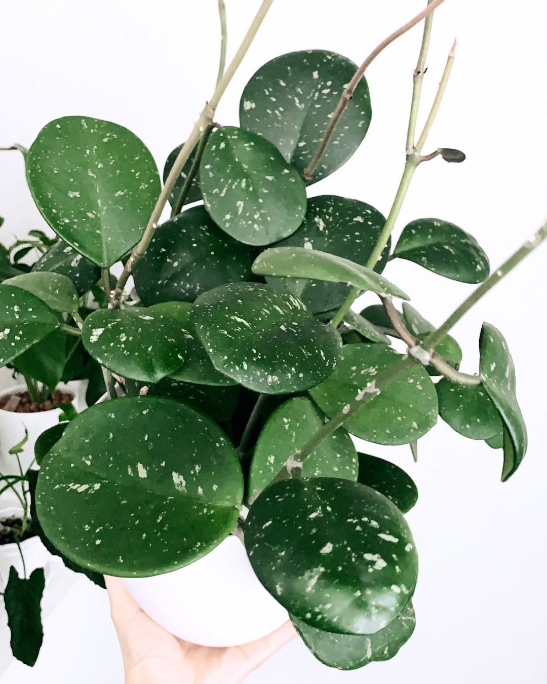 What Is Hoya Obovata