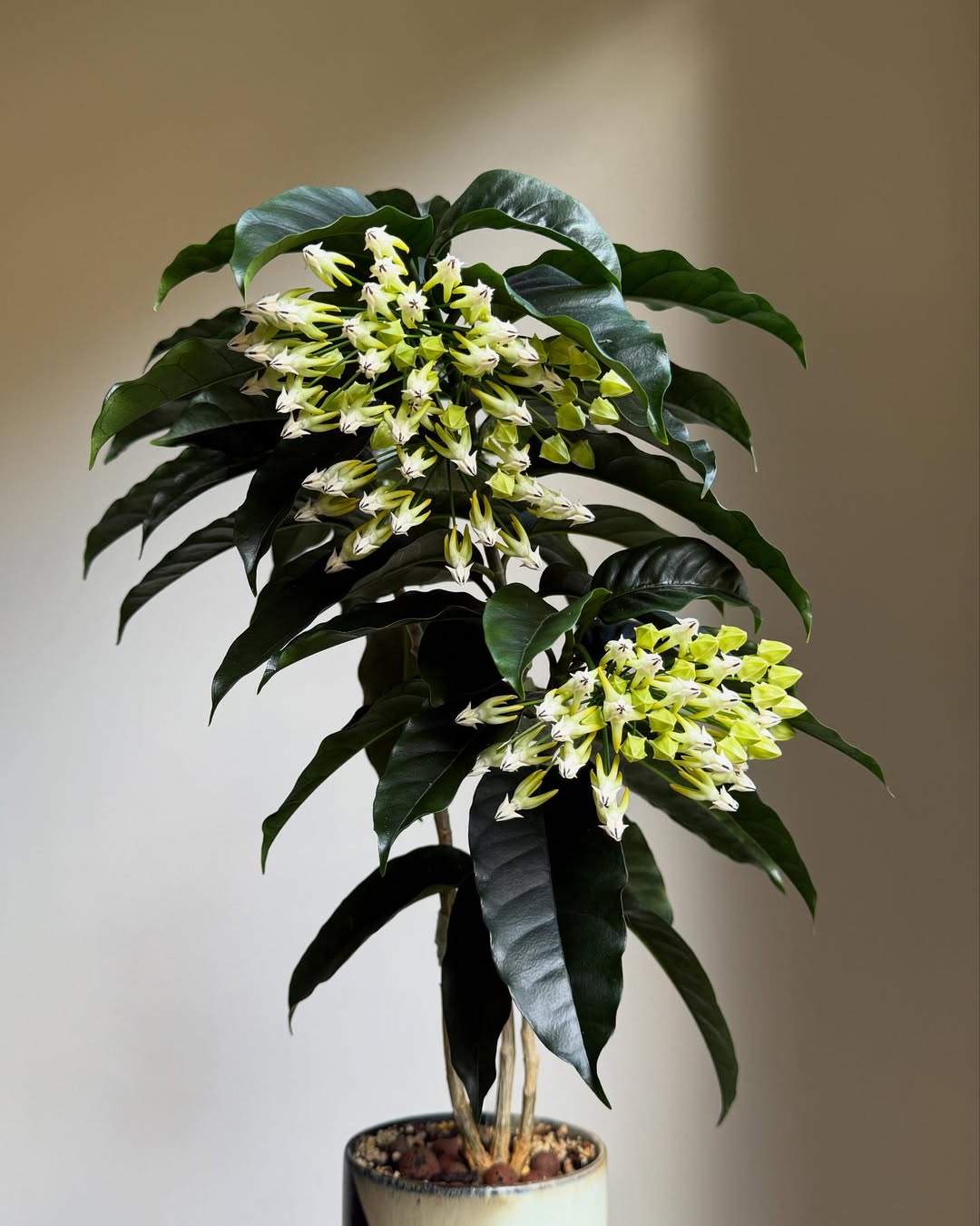 What Is the Hoya Multiflora