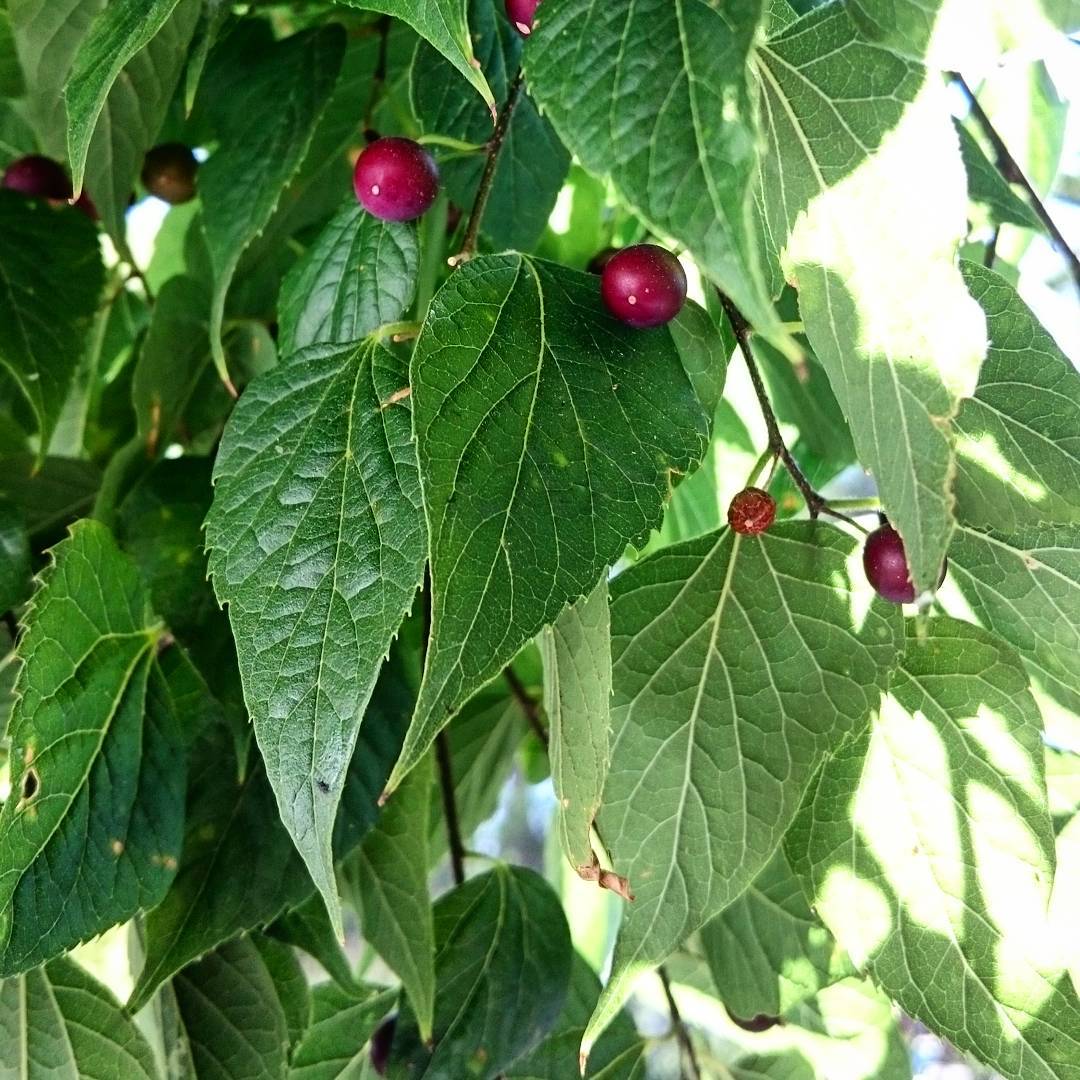Nettle Tree (Celtis occidentalis) Trees That Start With N