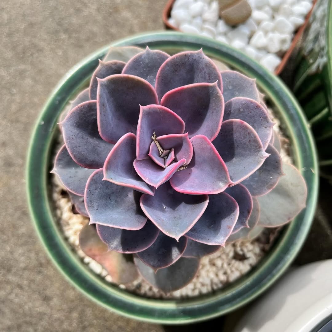 Echeveria ‘Perle von Nurnberg’