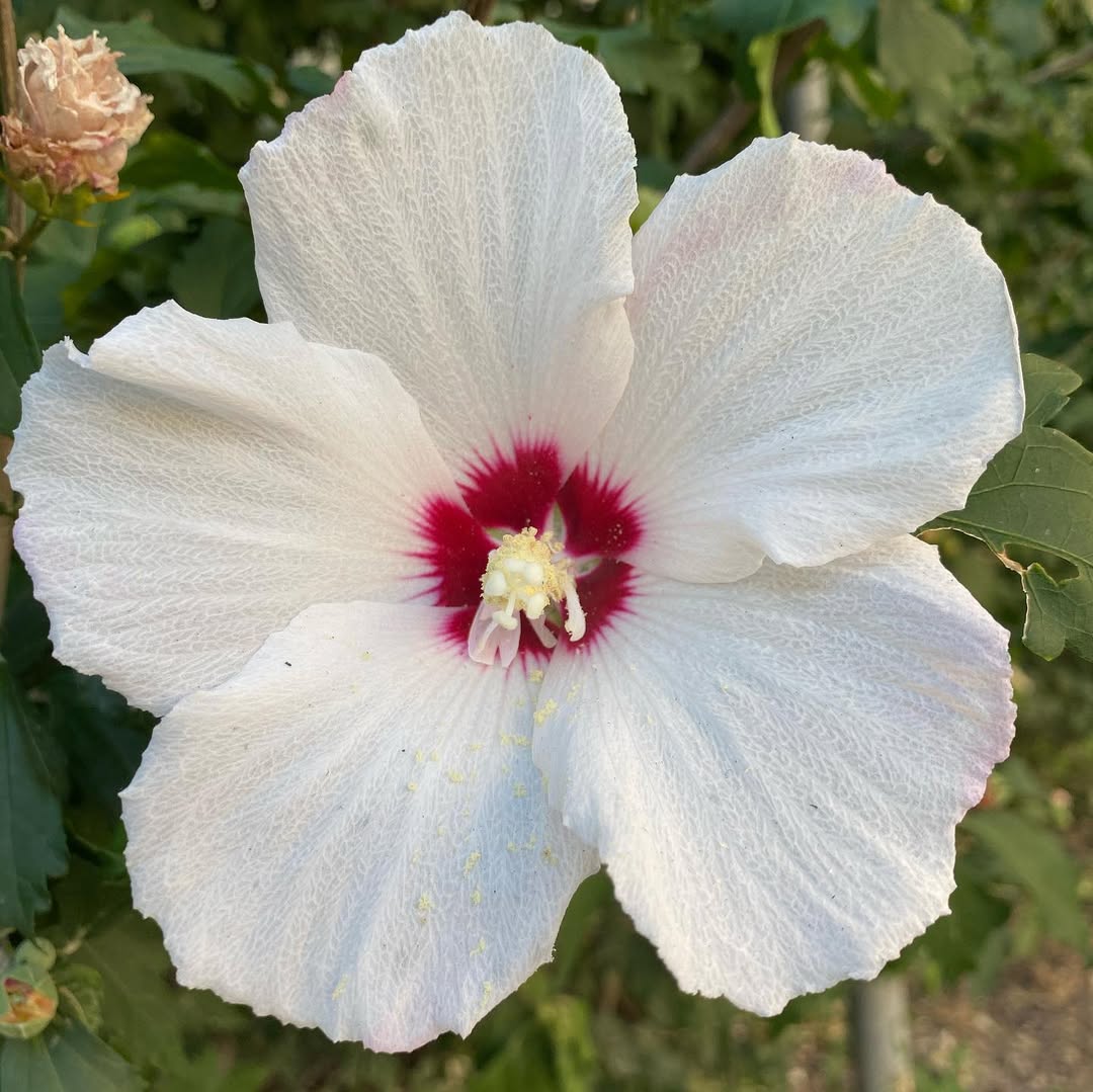 Hibiscus lasiocarpos