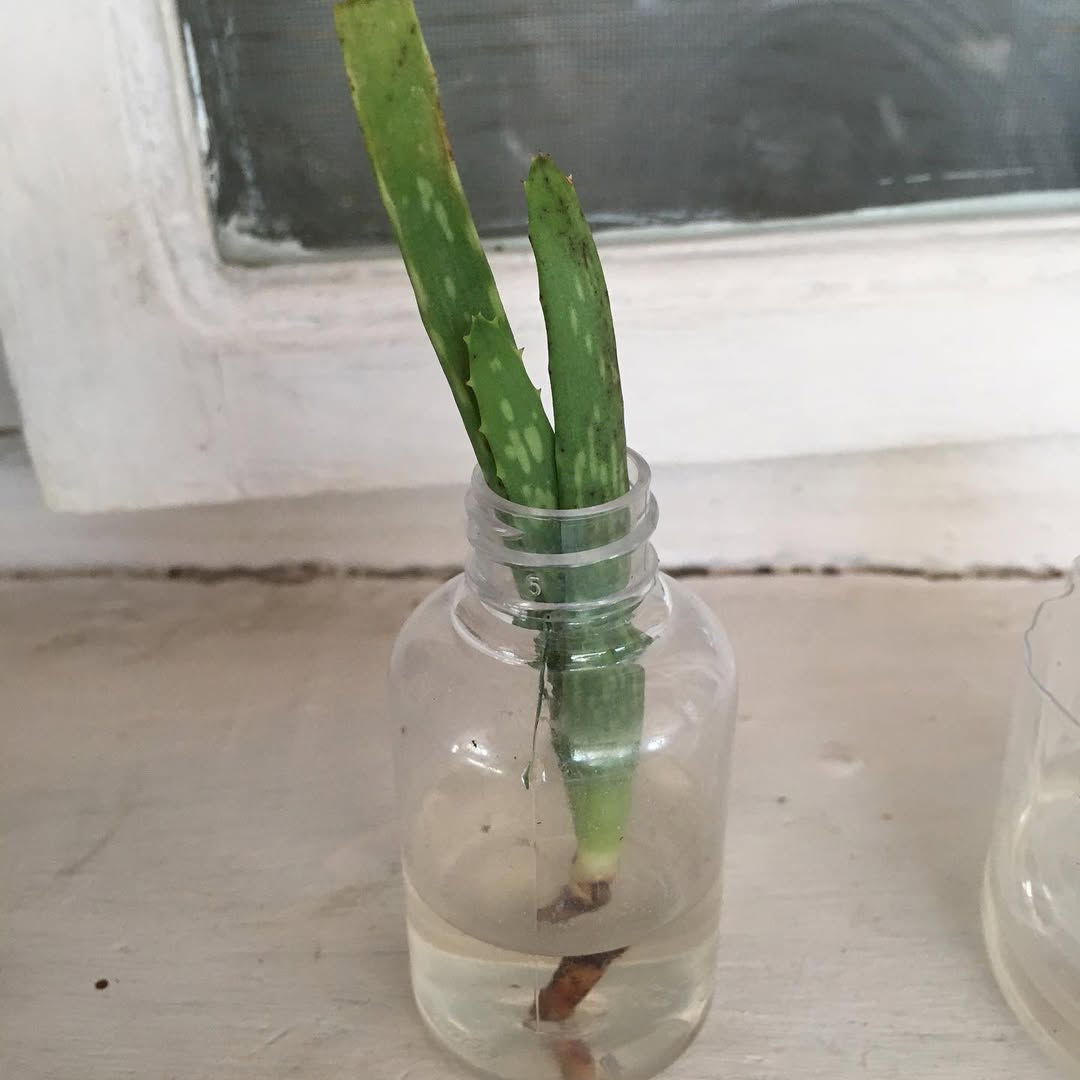 1. In Water (Hydroponics Style)