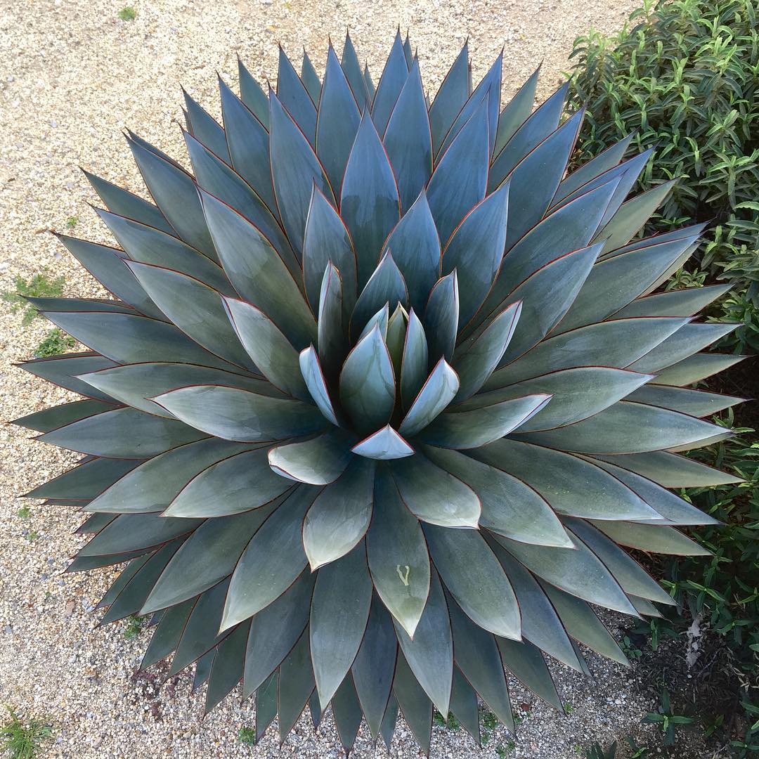 Blue Glow Agave