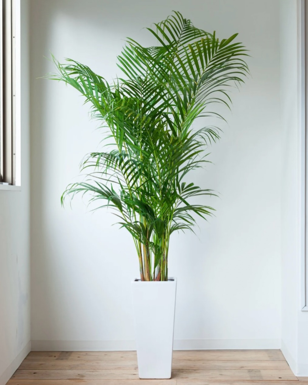 Areca Palm (Dypsis lutescens)
