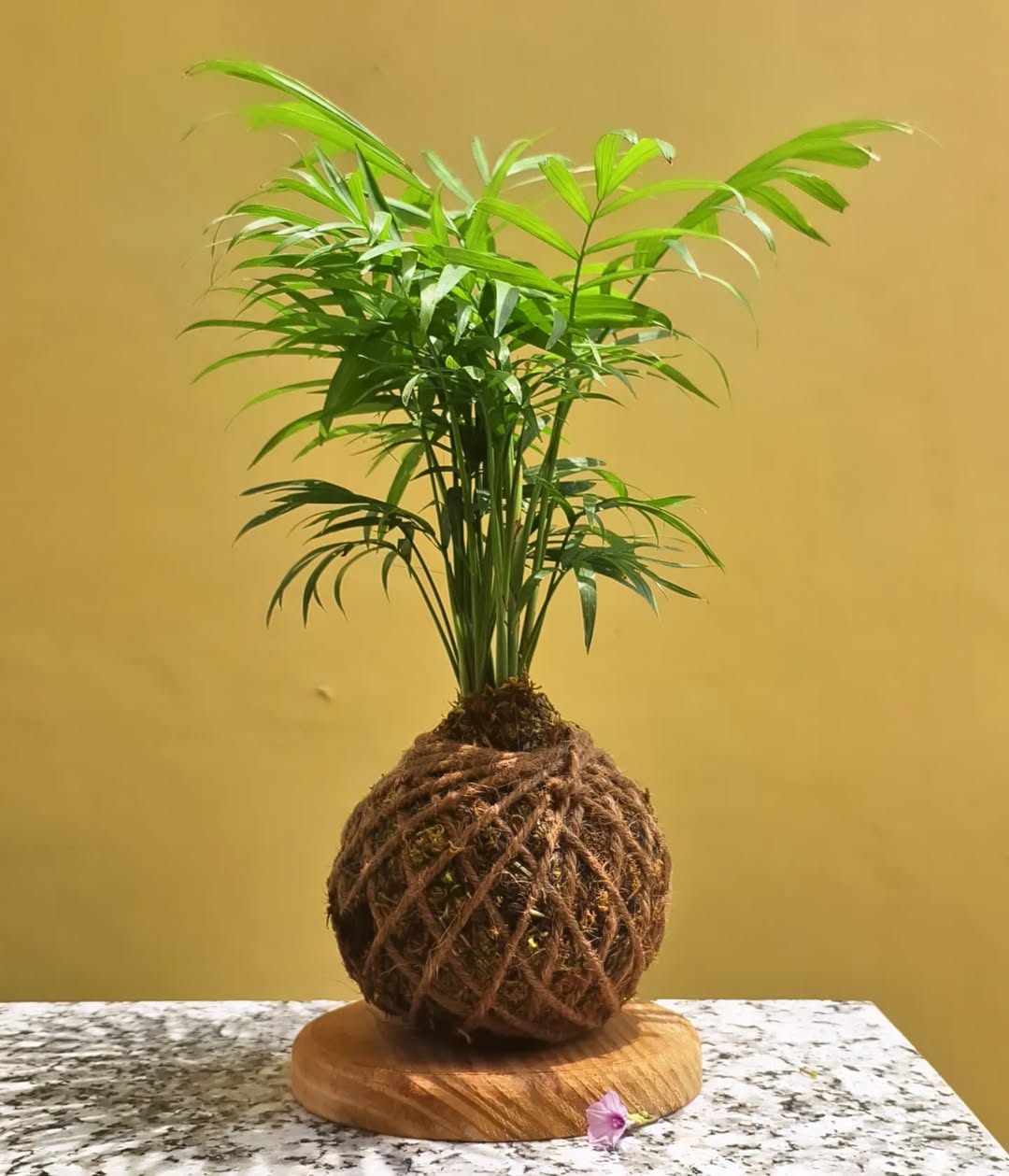 Bamboo Palm (Chamaedorea seifrizii)