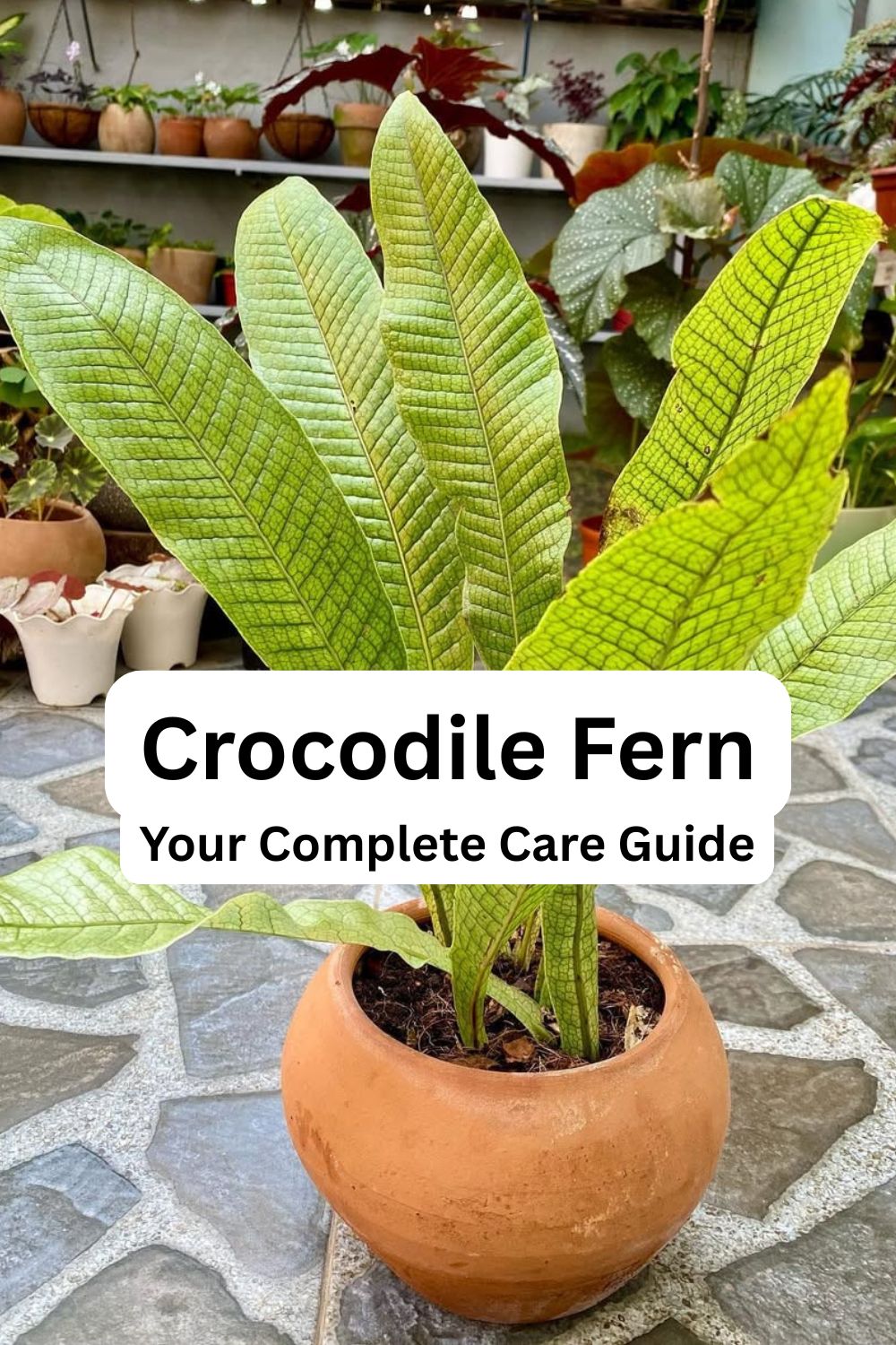 Crocodile Fern: Your Complete Care Guide