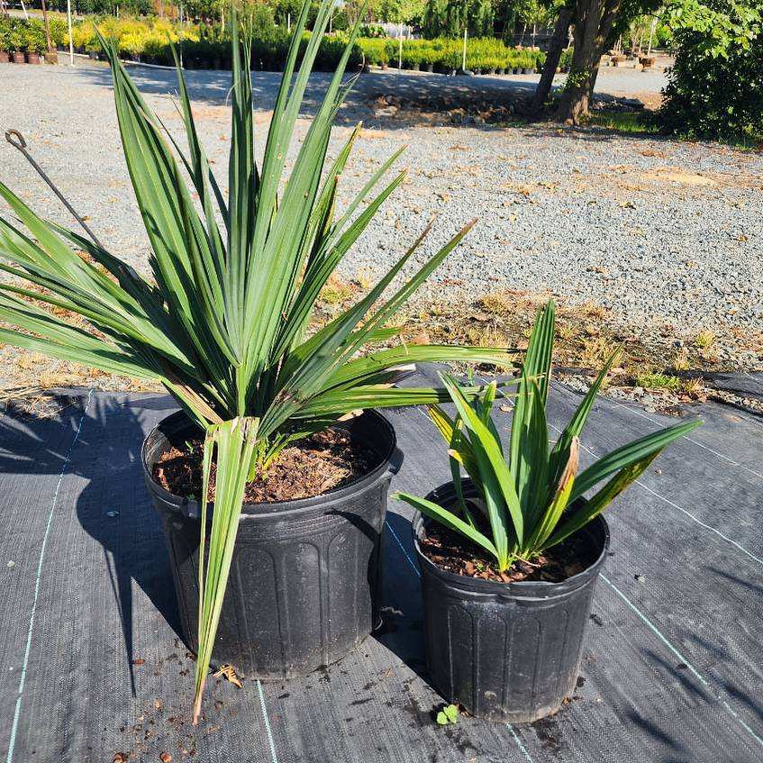 Dwarf Palmetto (Sabal minor)