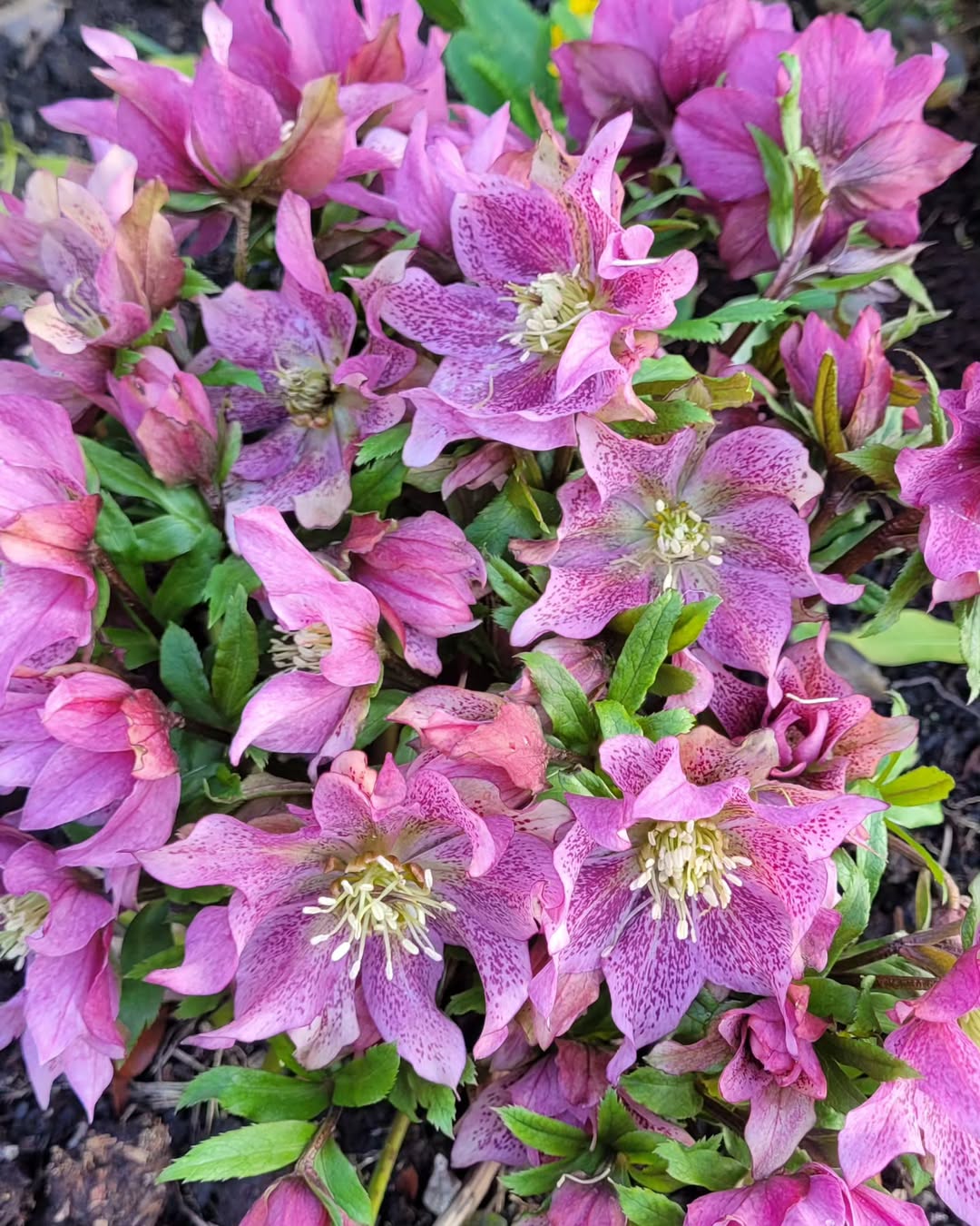 Hellebore (Helleborus orientalis)