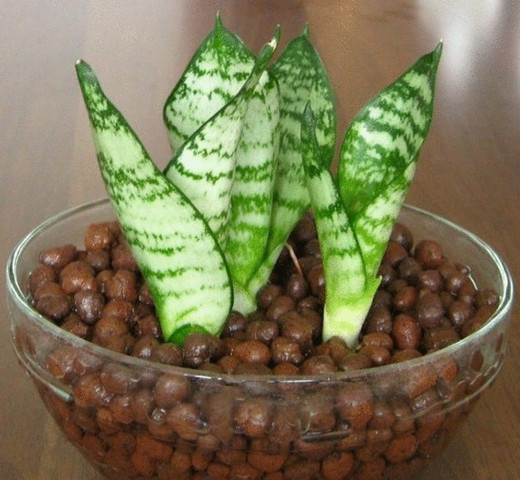 In Leca (Clay Pebbles)