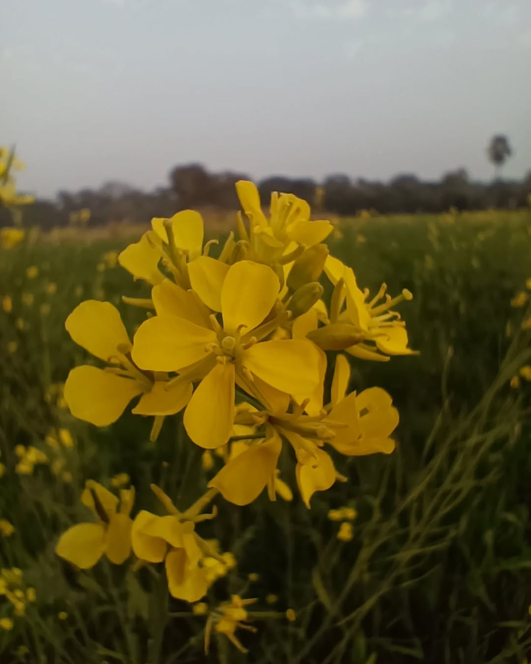Mustard Flowers (Brassica spp.) 4 petaled flowers