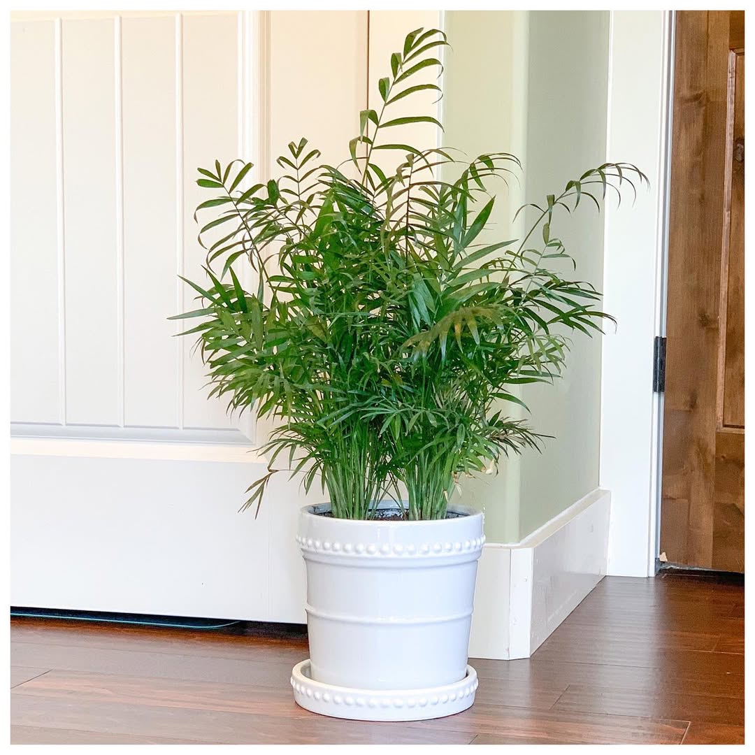 Parlor Palm (Chamaedorea elegans)