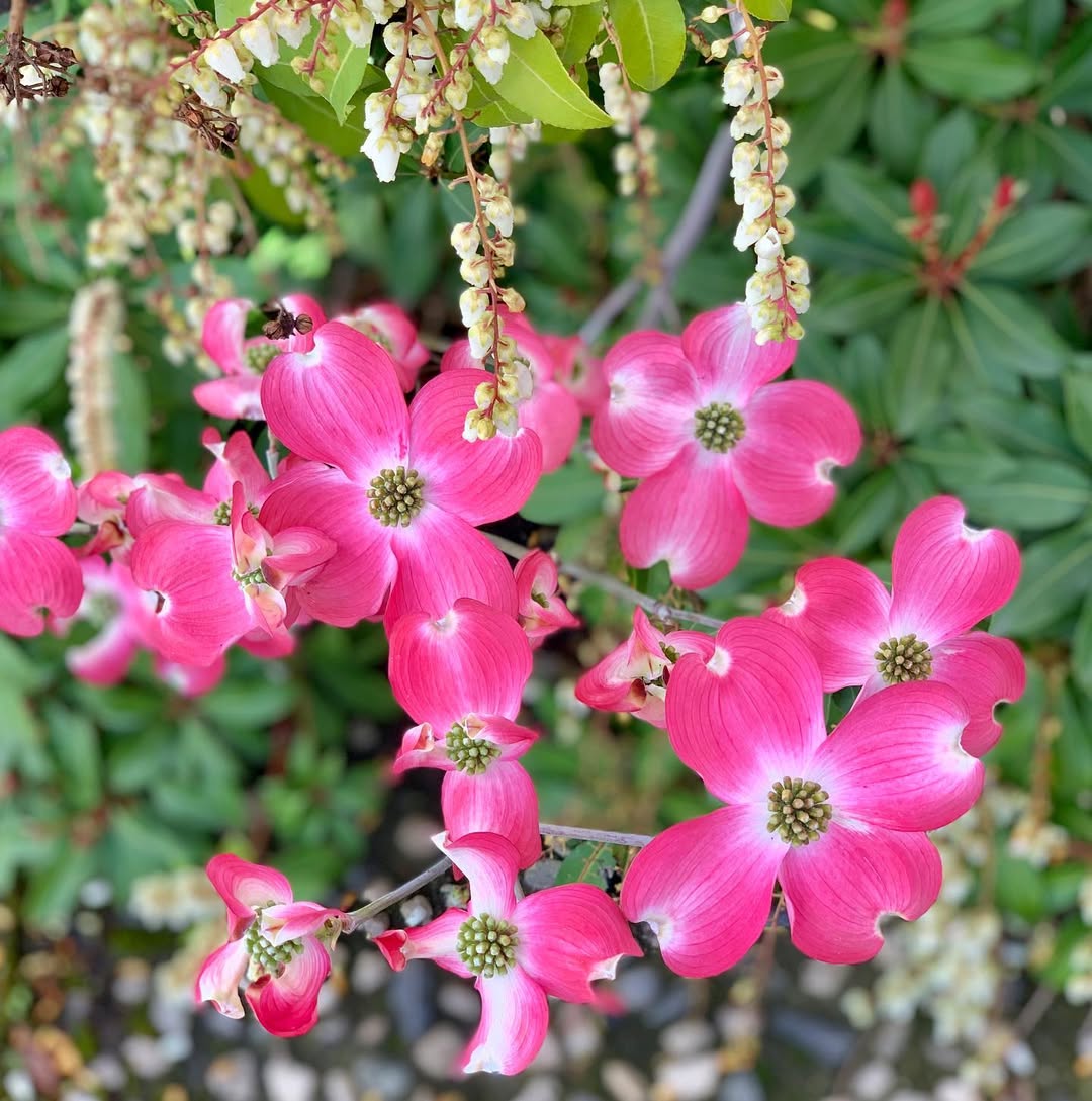 Pink dogwood .#dogwood #pinkflowers 4 petaled flowers