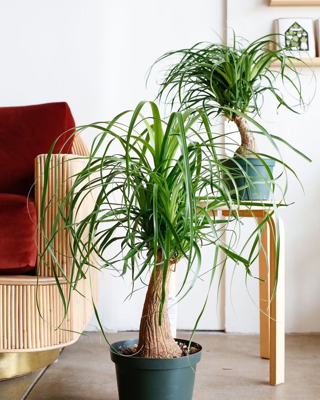 Ponytail Palm (Beaucarnea recurvata)