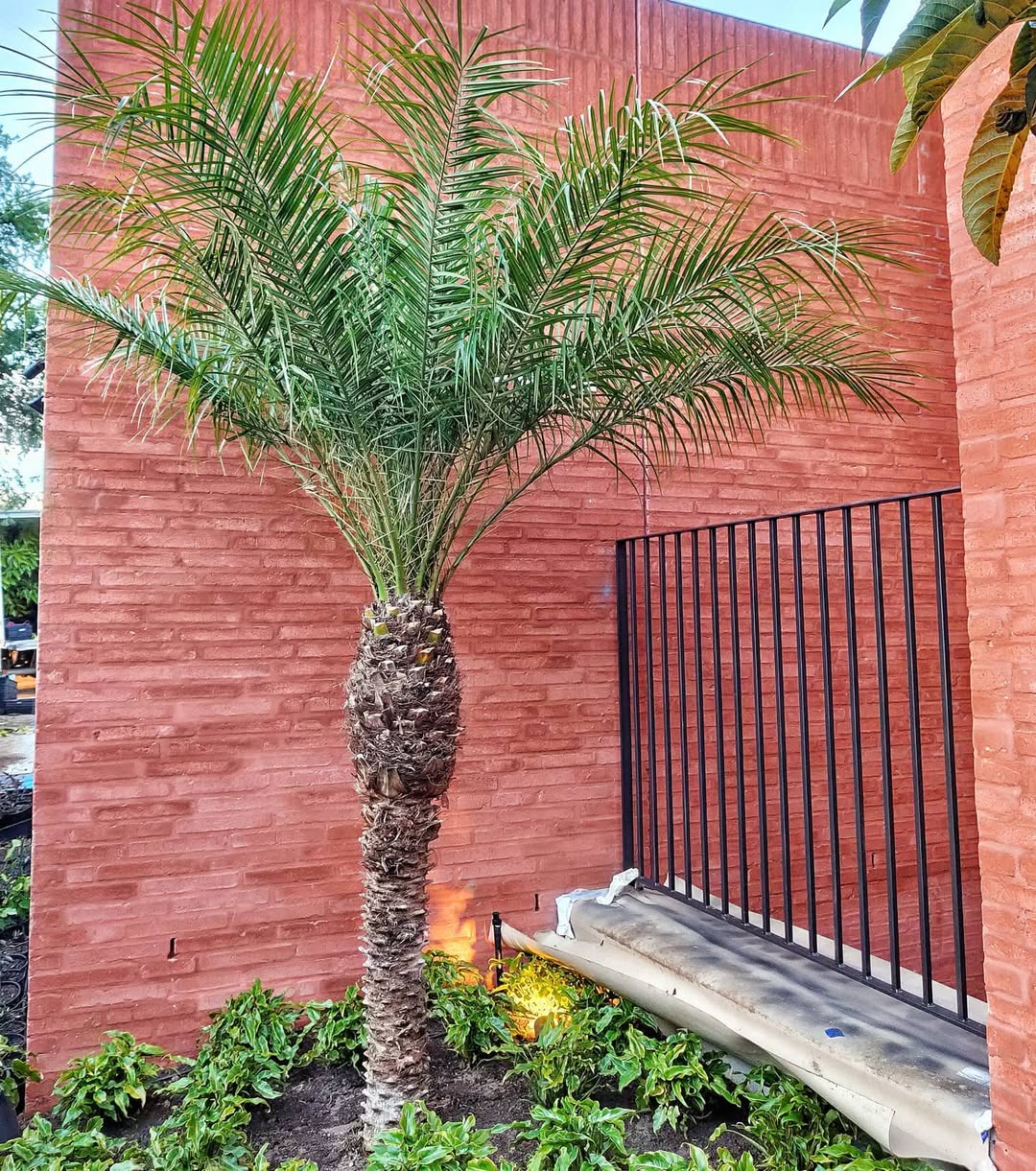 Pygmy Date Palm (Phoenix roebelenii)