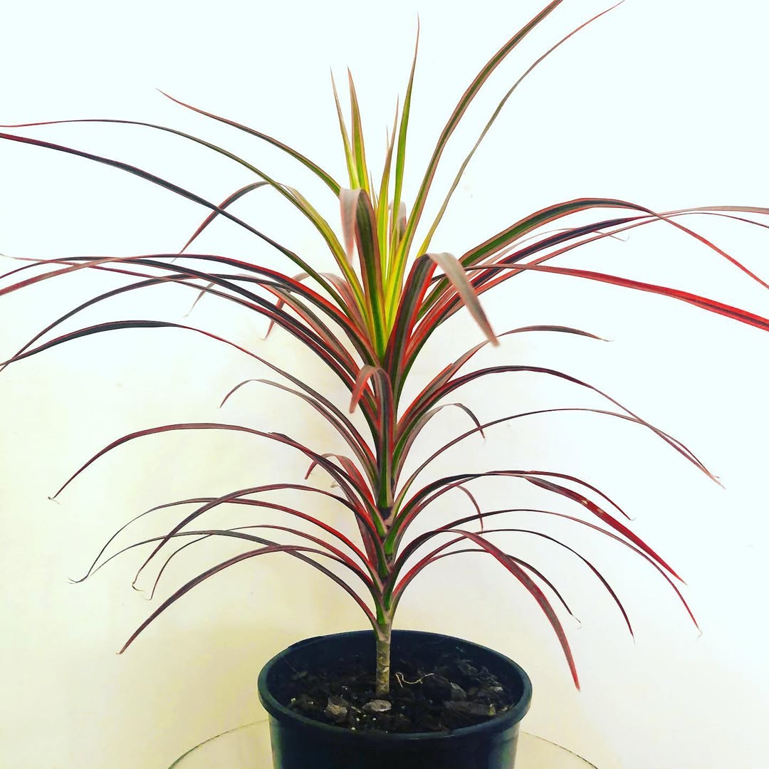 Red-Edged Dracaena (Dracaena marginata)