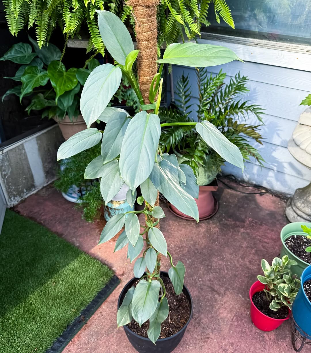 Silver Sword Philodendron