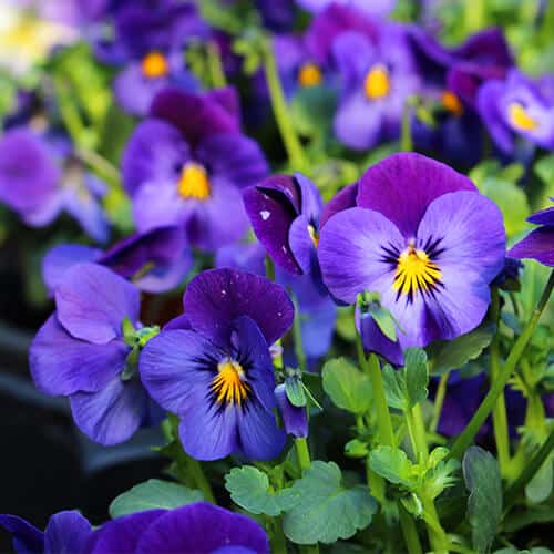 Spotlight on Violas Stodels Garden Centre