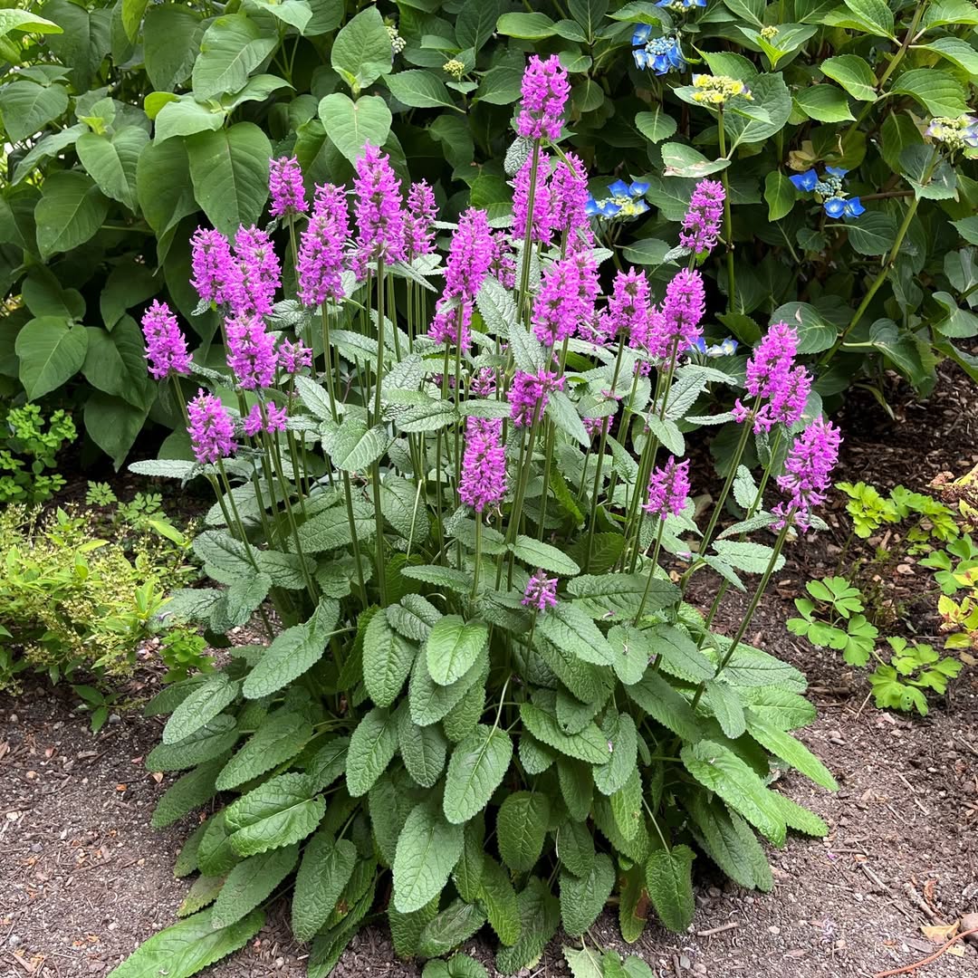Stachys Hummelo