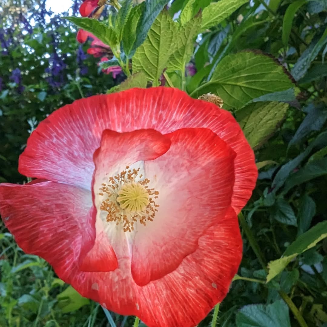 Poppy (Papaver rhoeas) 4 petaled flowers