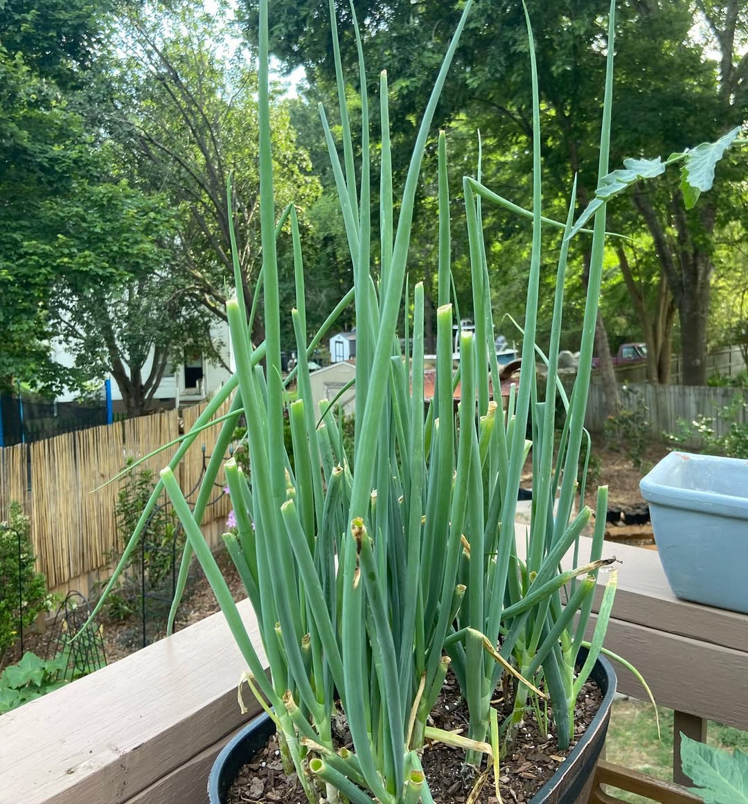 Green Onions