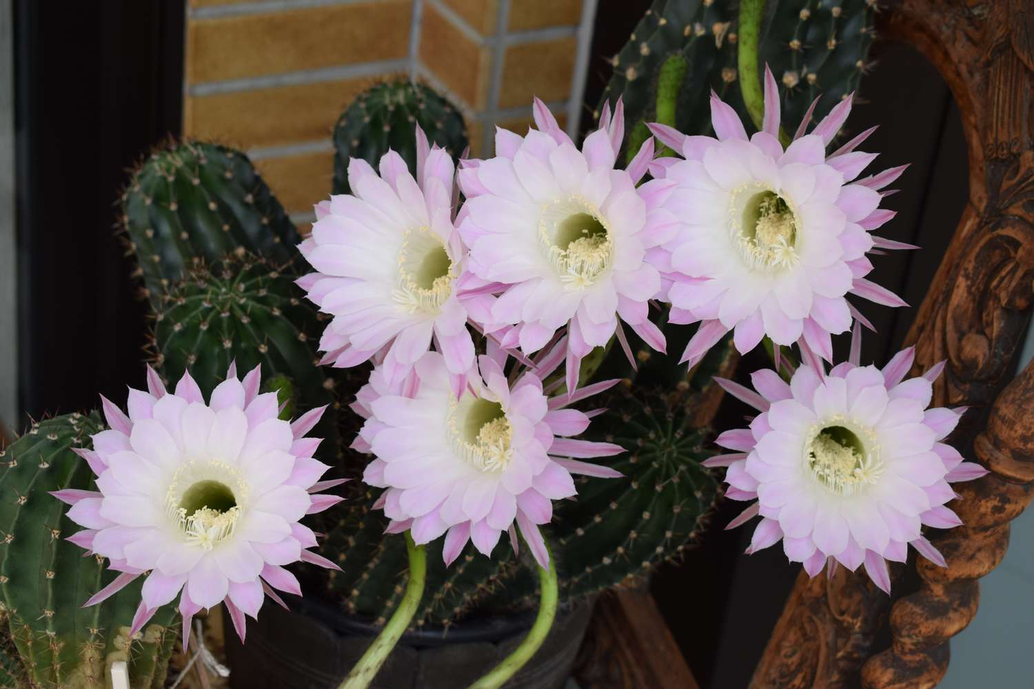Night-Blooming Cereus (Selenicereus grandiflorus)