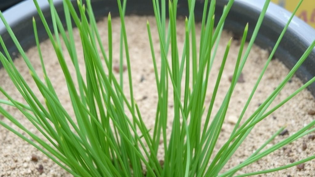 Chives – Chives in a container with sandy soil, thin green stalks upright.