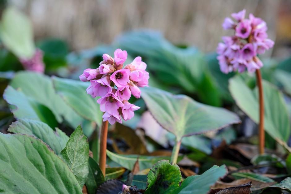 Bergenia