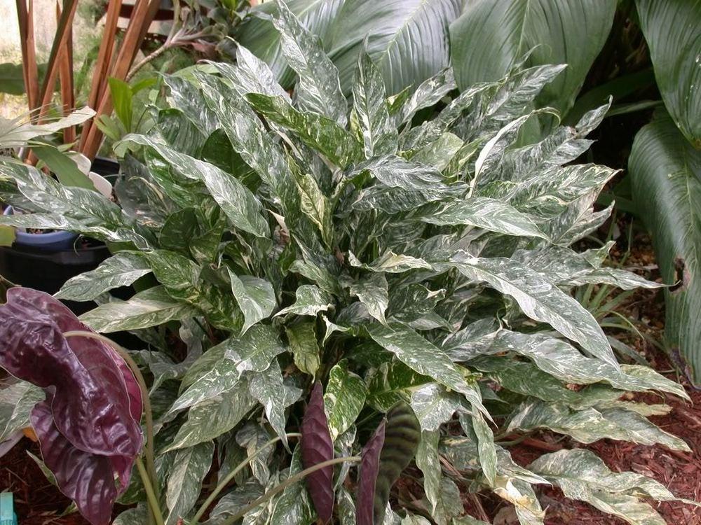 Gemini (Spathiphyllum Gemini)