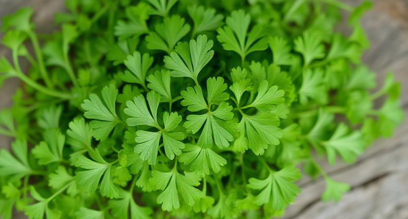 Coriander
Parsley vs. Coriander