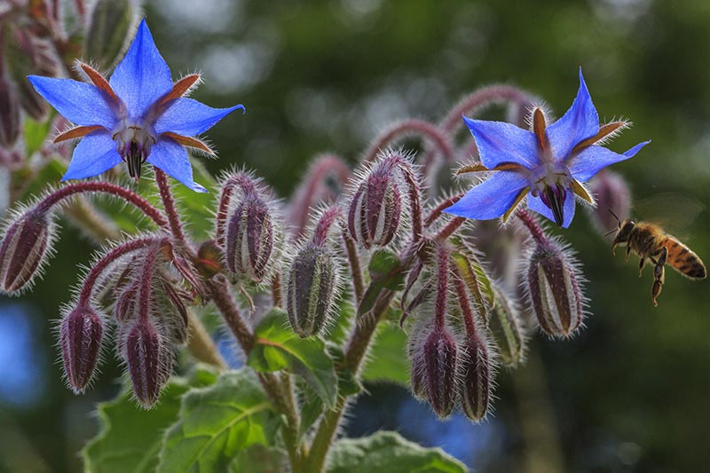 blue Borage star-shaped flowers