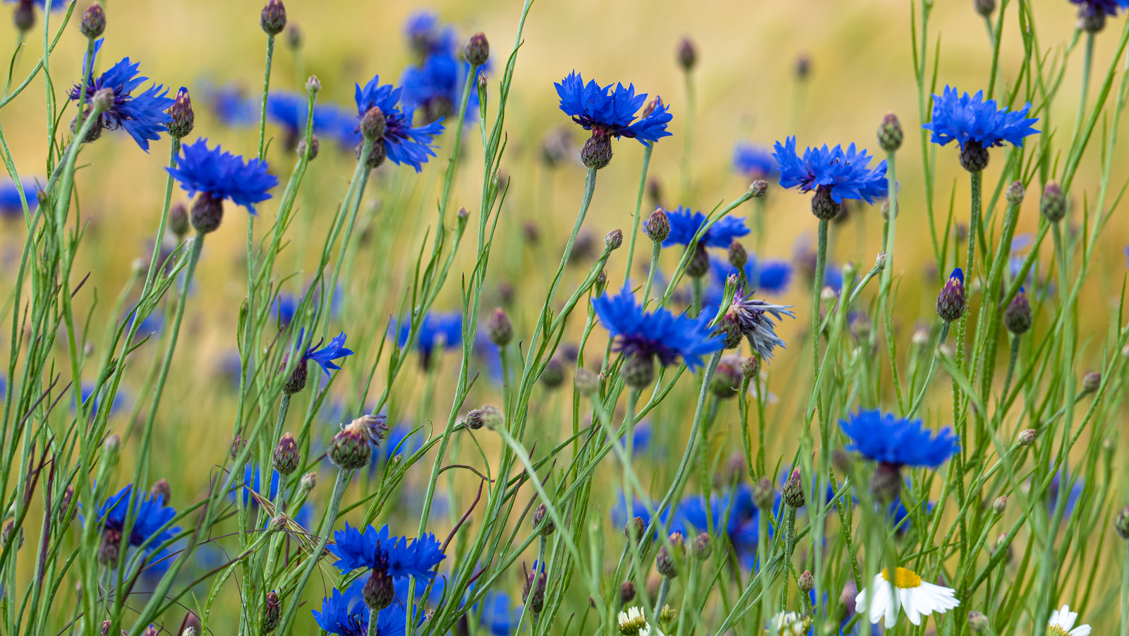 Bachelor’s Button (Centaurea) flowers starting with C