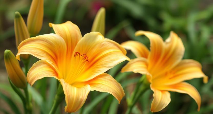 Daylily