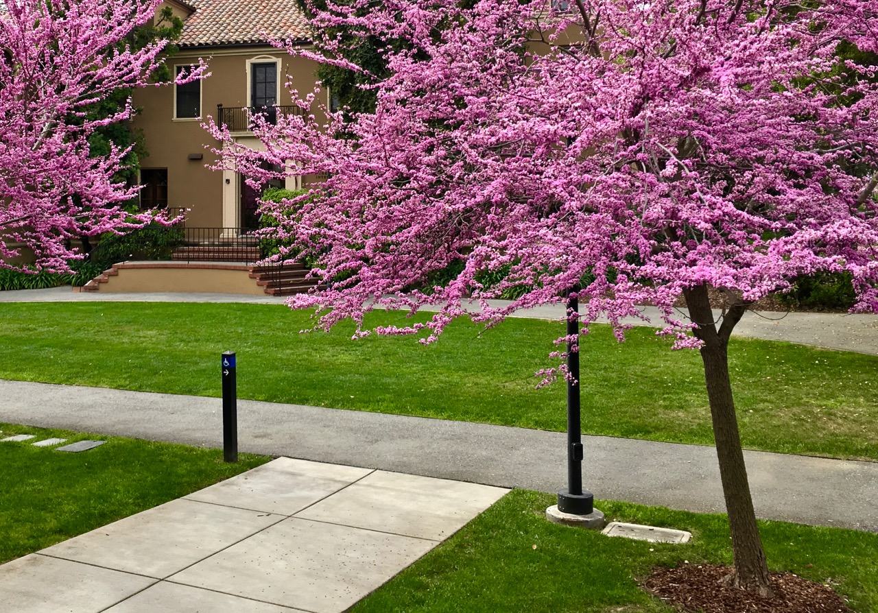 Eastern Redbud (Cercis canadensis) Trees That Start with E