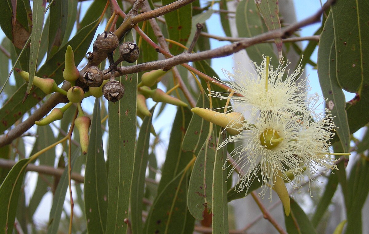 Eucalyptus (Eucalyptus globulus) Trees That Start with E