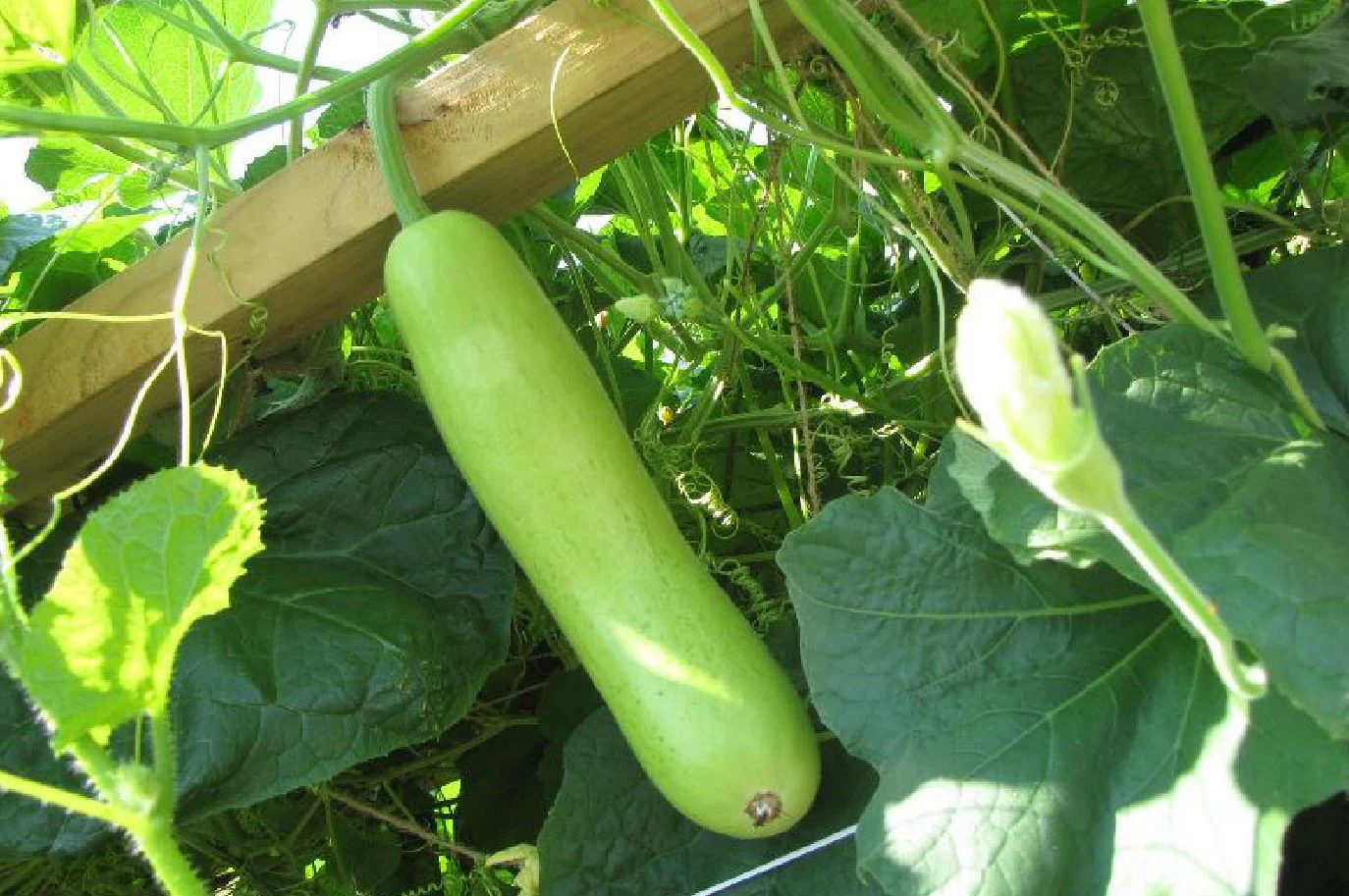 Bottle Gourd