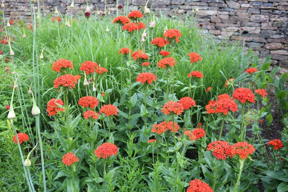 Maltese Cross (Lychnis chalcedonica)