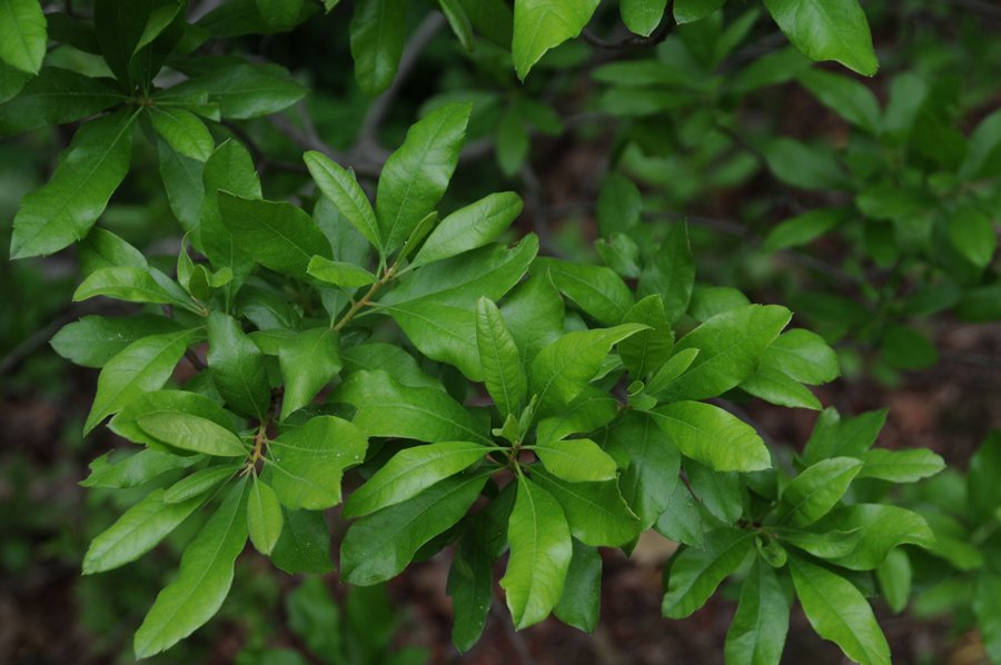 Evergreen Bayberry (Morella pensylvanica) Trees That Start with E