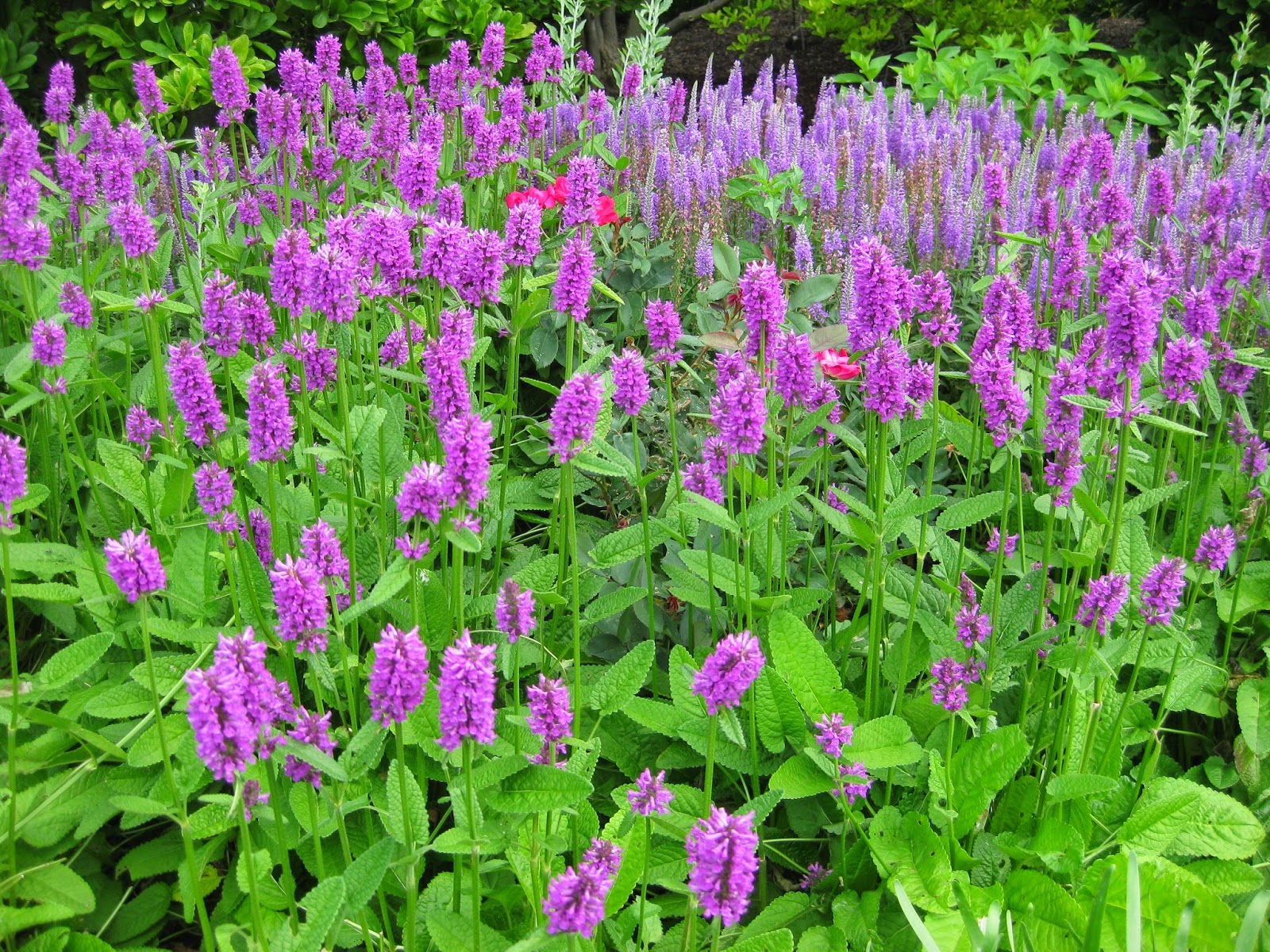 Betony (Stachys)