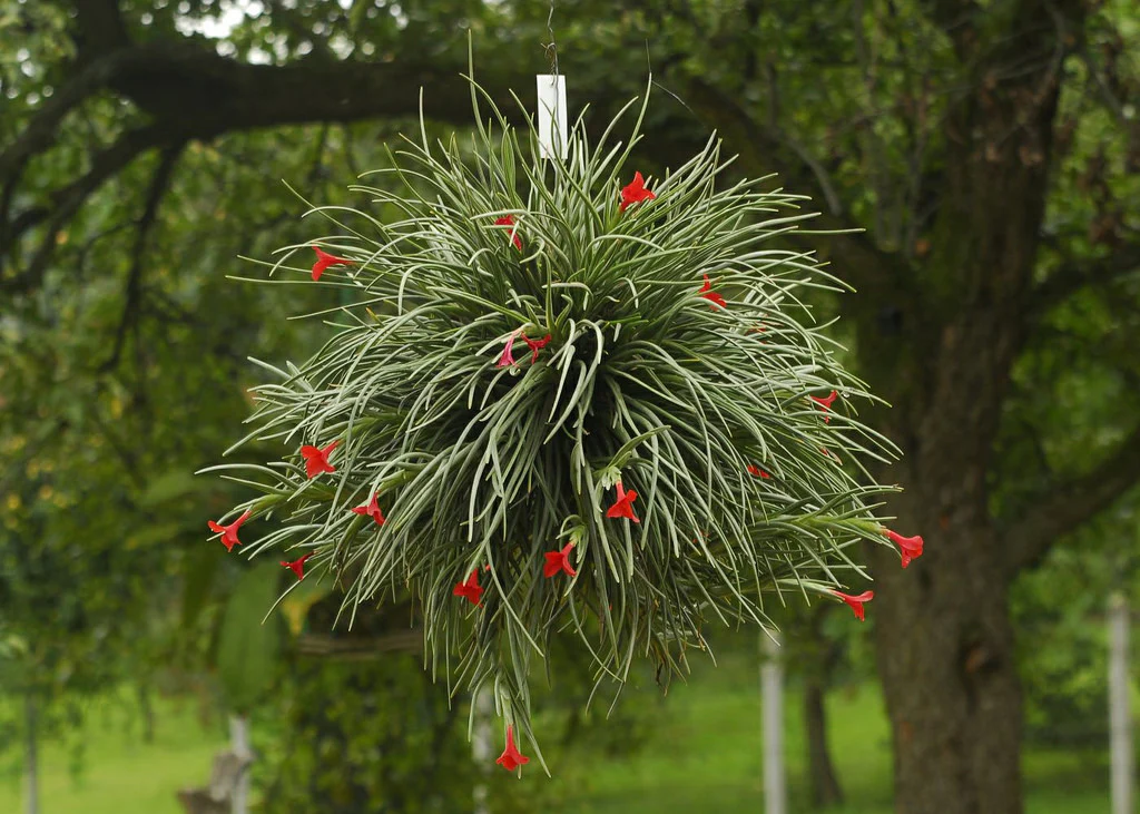 Tillandsia Albertiana