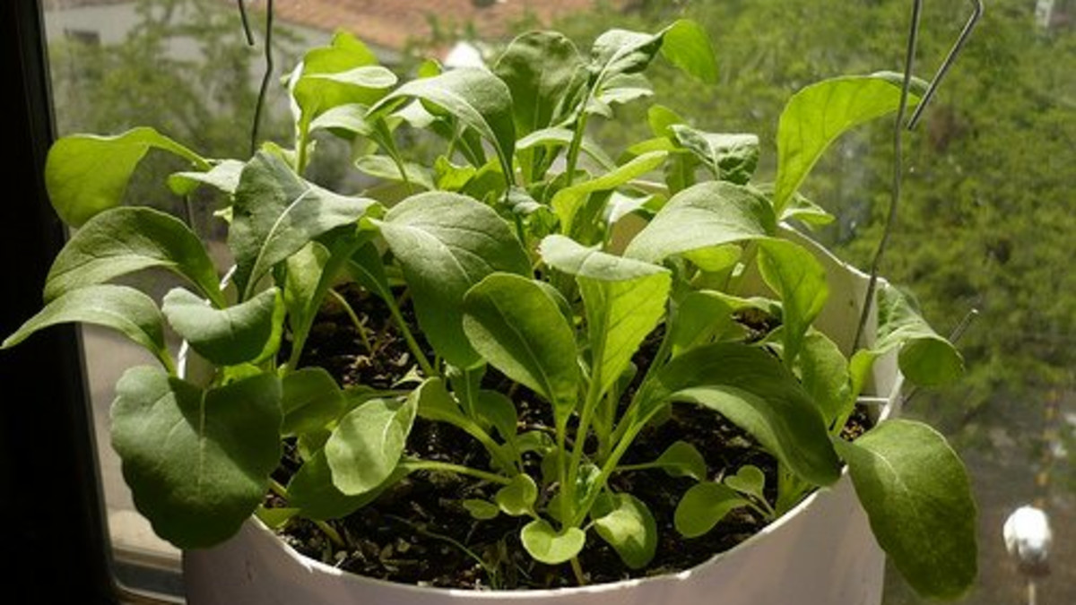Growing Arugula