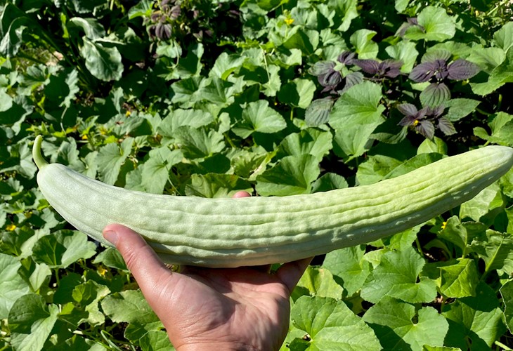 Armenian Cucumber