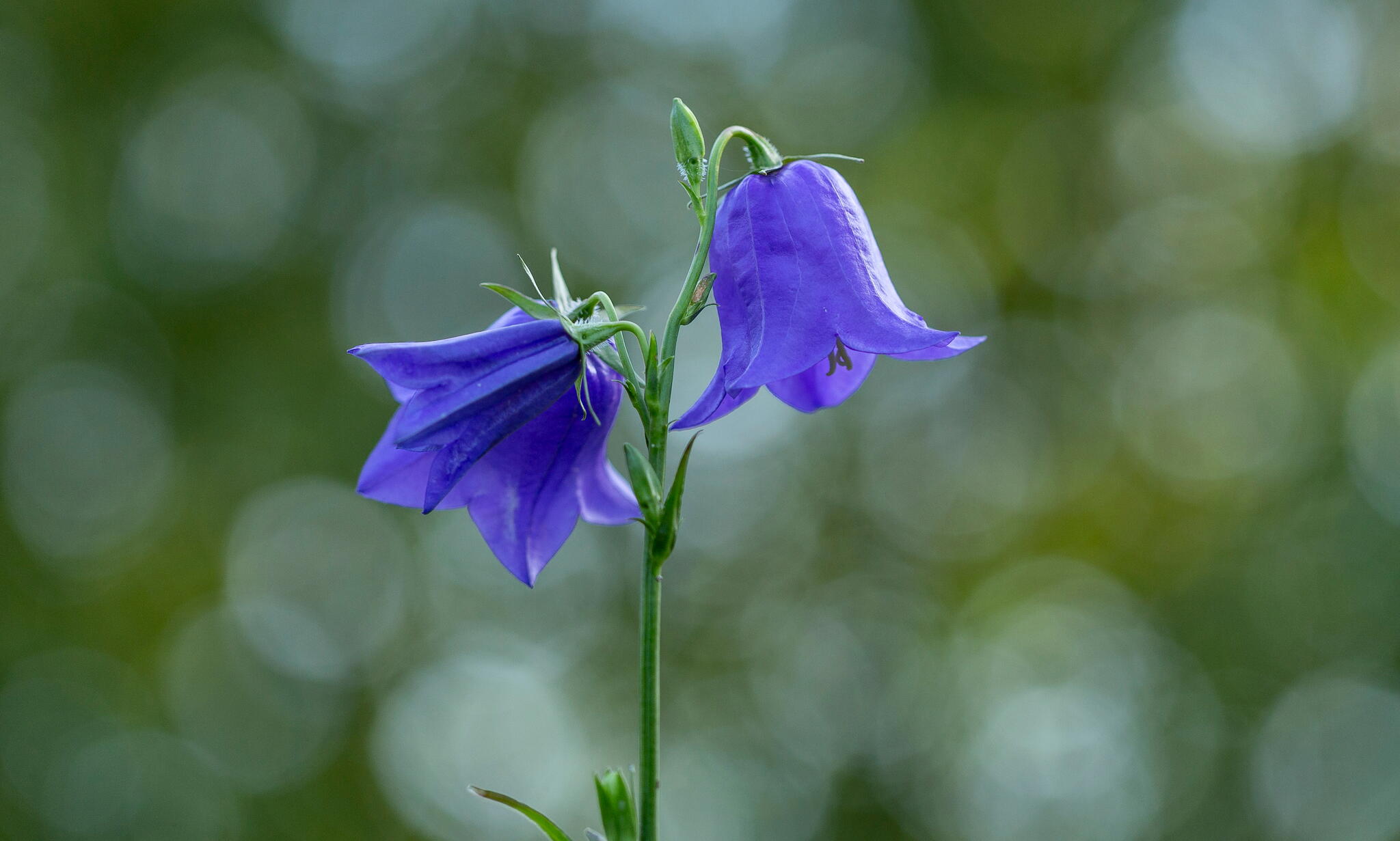 Bellflower (Campanula)