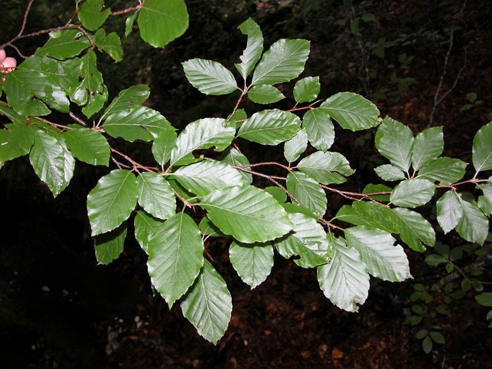 European Beech (Fagus sylvatica) Trees That Start with E